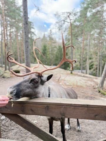 Reindeer Park Adventure