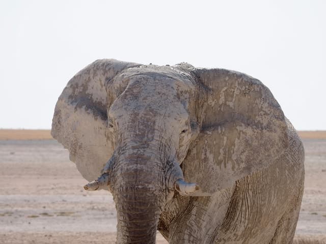 Etosha National Park Safari