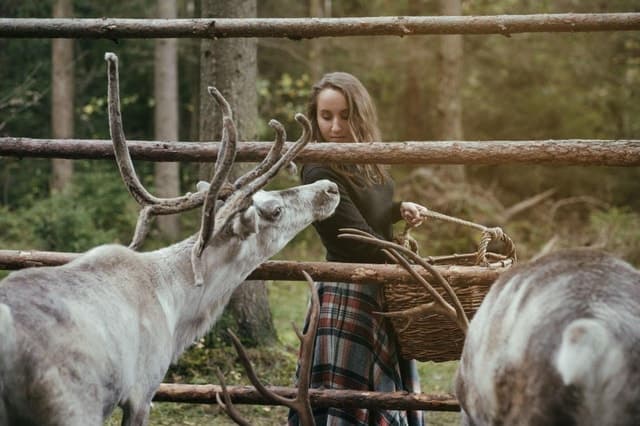 Best Reindeer Tours in Helsinki