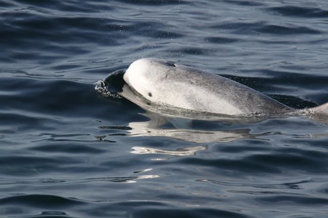 San Diego Whale Watching