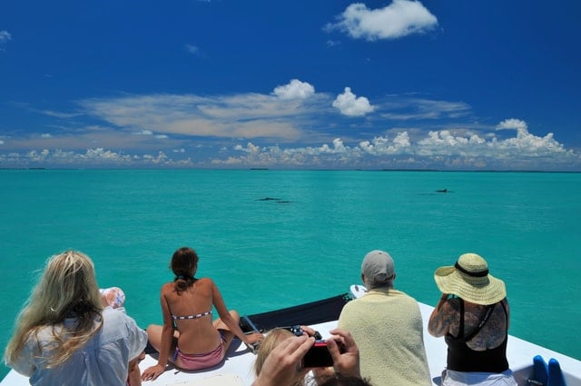 Key West Dolphin Watching