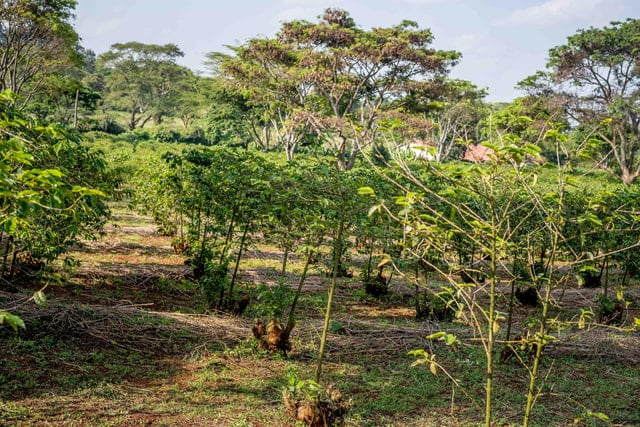 Nairobi Coffee Farm Tour