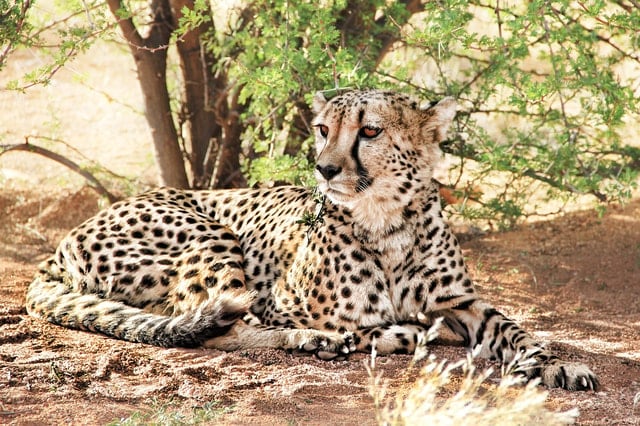 A.V.D Cheetah Centre