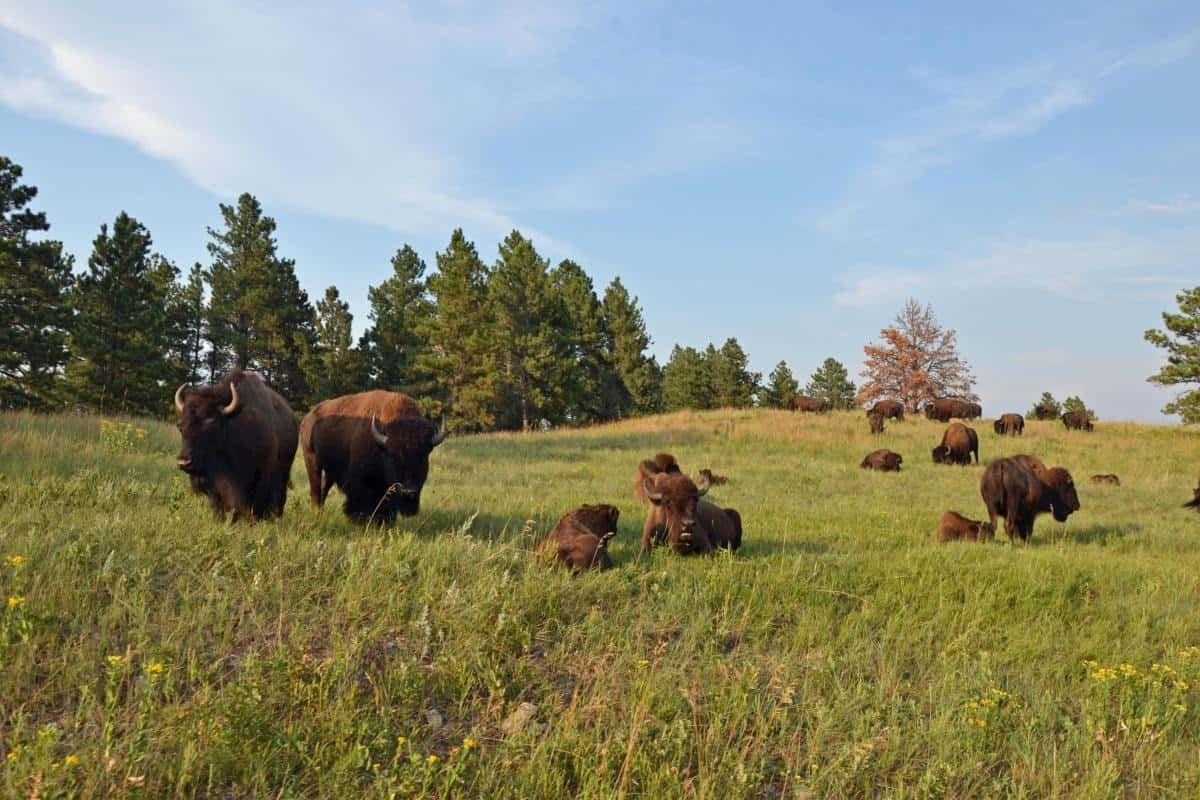 Explore Mount Rushmore & Badlands: South Dakota Adventures