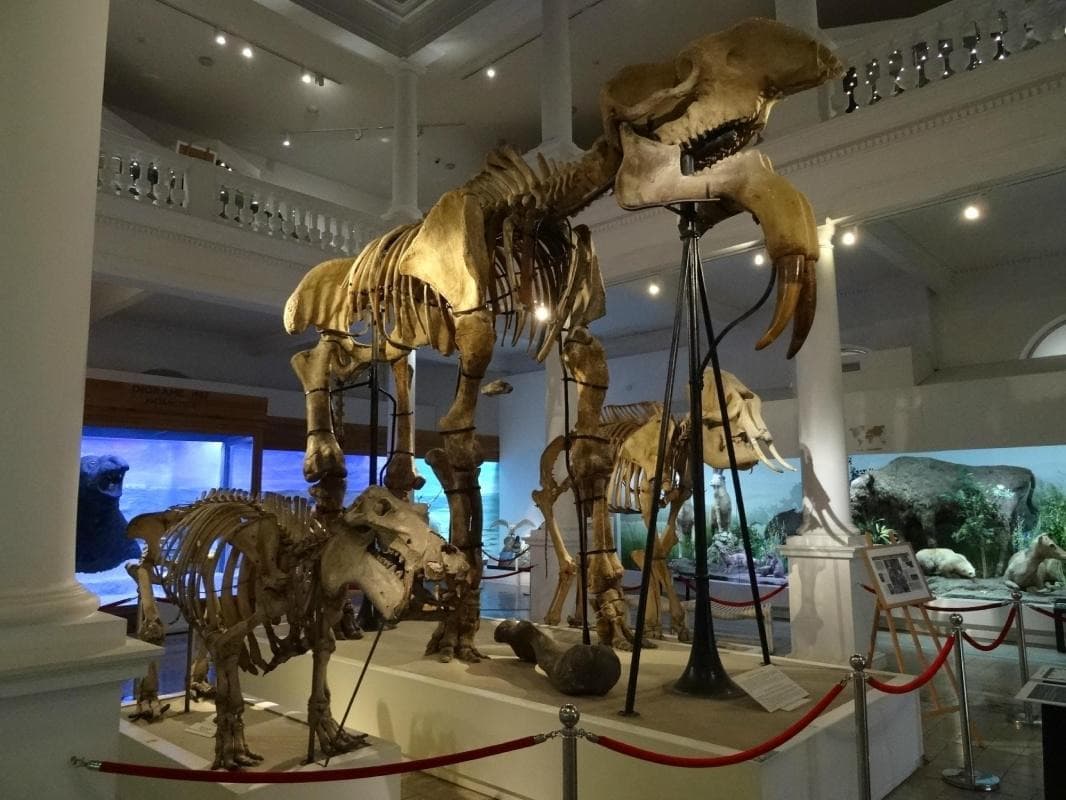 Grigore Antipa National Museum of Natural History