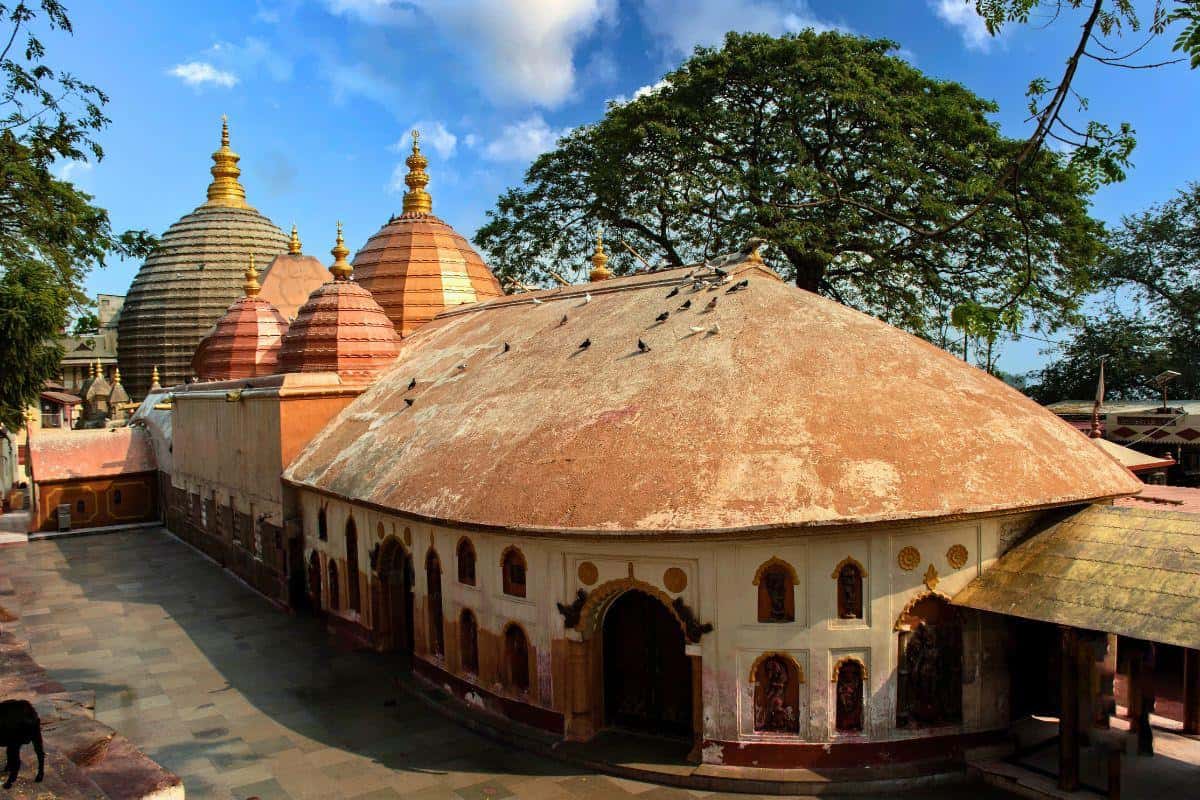 Explore Assam: Wildlife, Tea Gardens & Culture