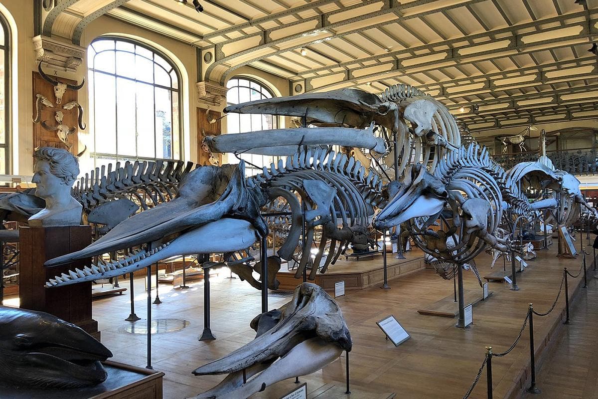 French National Museum of Natural History (Muséum National d'Histoire Naturelle)