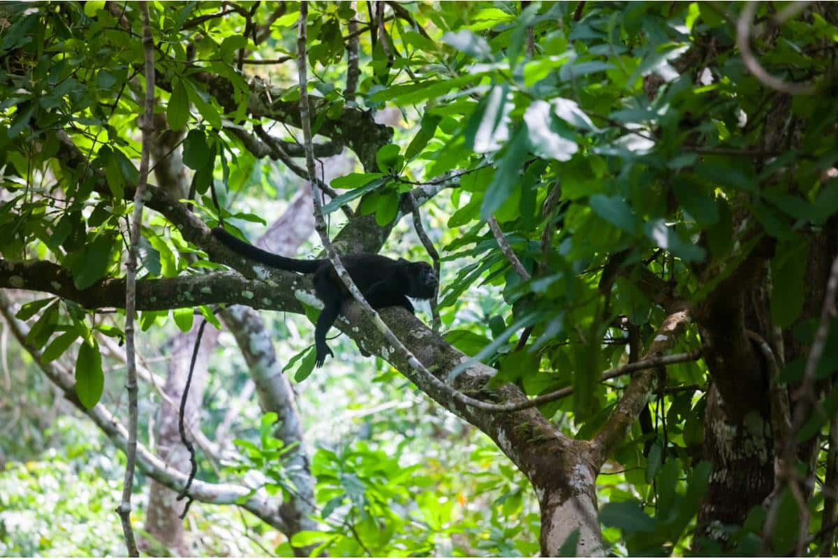 Explore Gamboa: Panama's Premier Eco-Adventure Destination