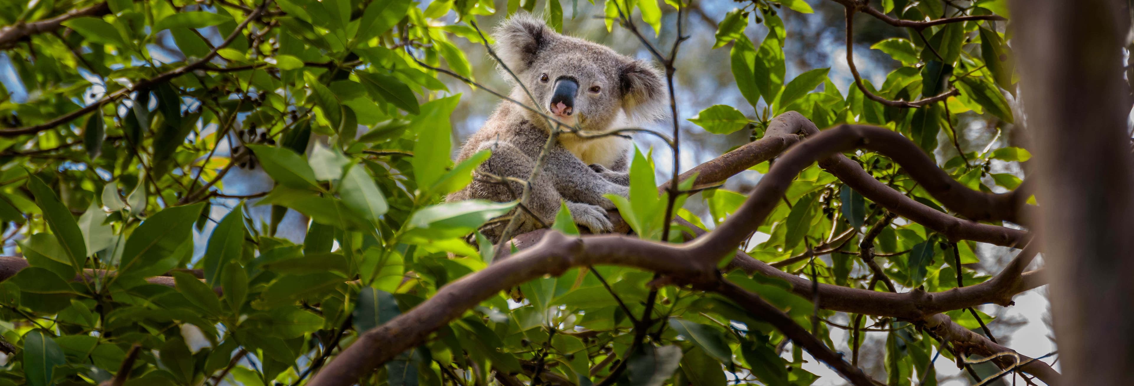 Australia Zoo Tour