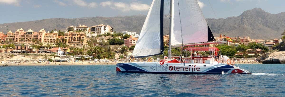 Costa Adeje Whale & Dolphin Cruise