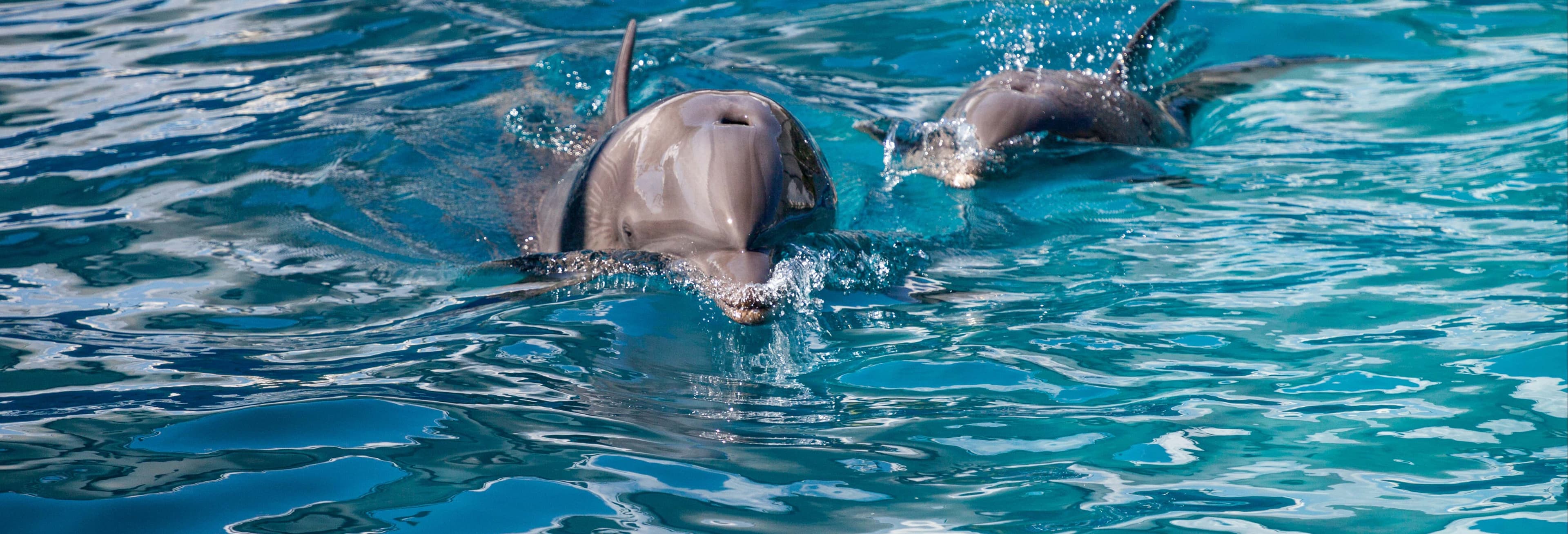 Key West Dolphin Watching