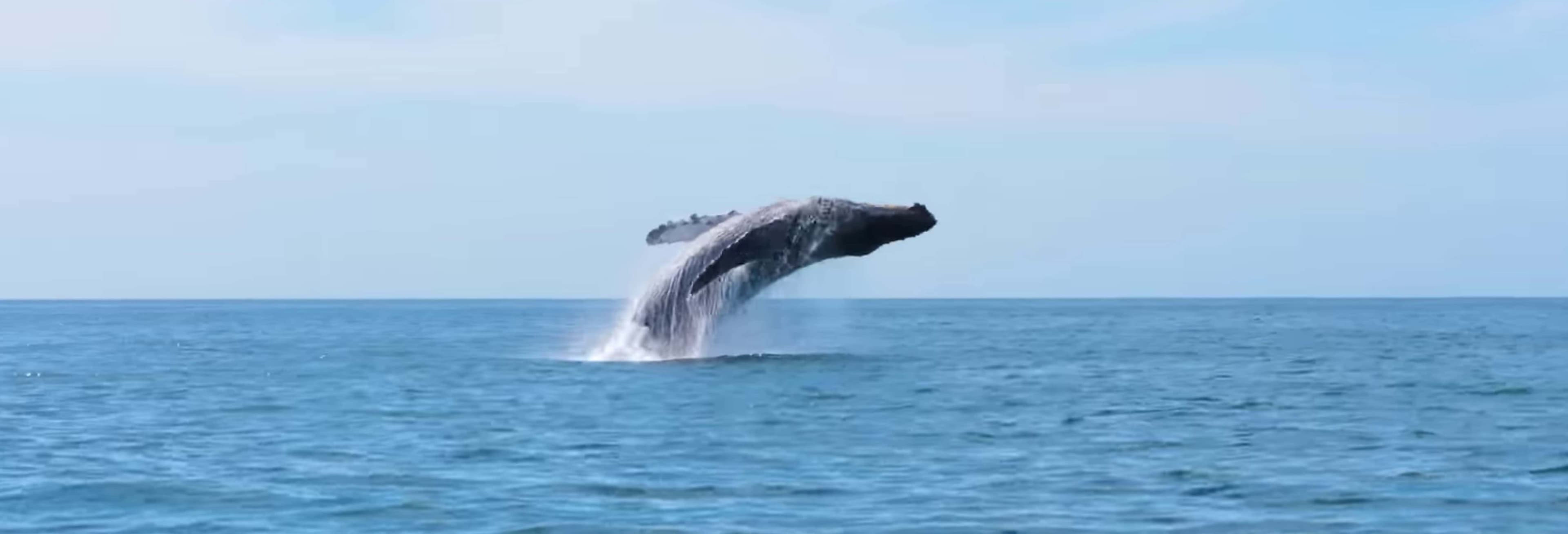Seattle Whale Watching Tour