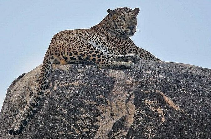 Jawai Leopard Safari