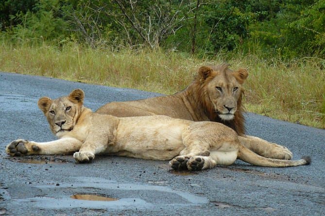 Experience Wild Wonders: Hluhluwe Imfolozi Safari Guide