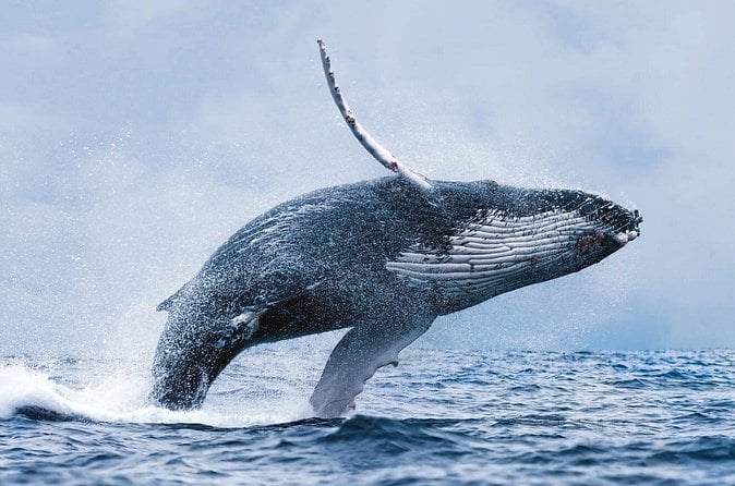 Husavik Whale Watching Adventure