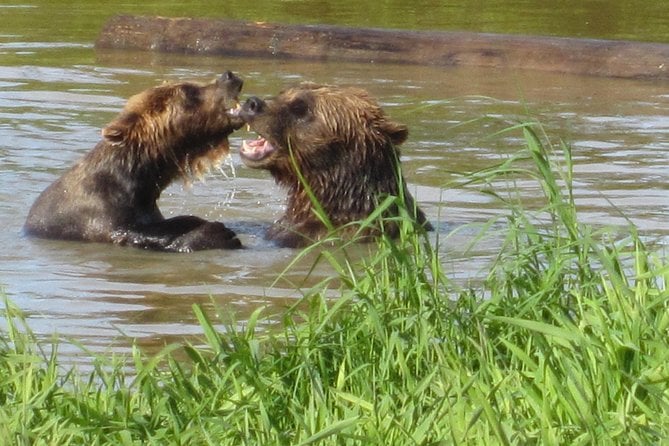 Alaska Wildlife Center Tour
