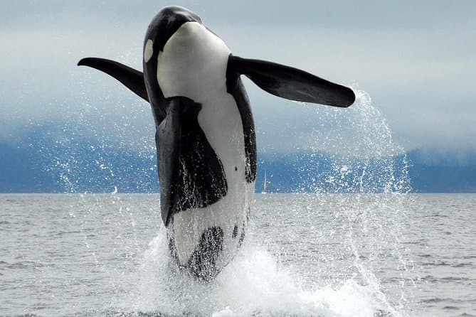 Best Whale Watching Tours: Cowichan Bay, Vancouver Island