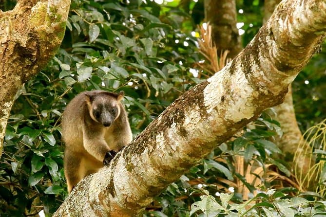 Experience the Best Port Douglas Wildlife Safari Adventure