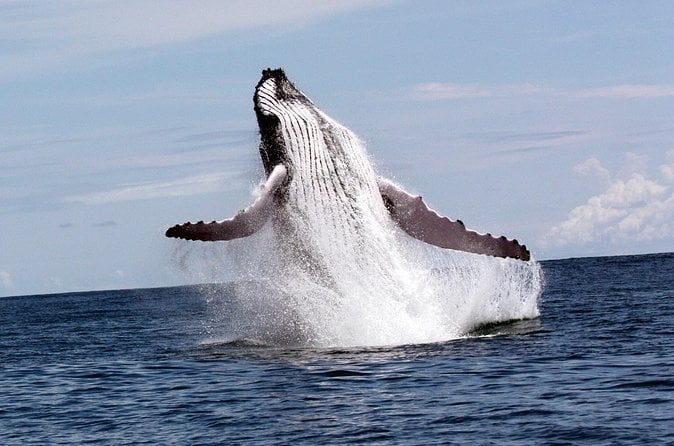Dolphin & Snorkel Adventure