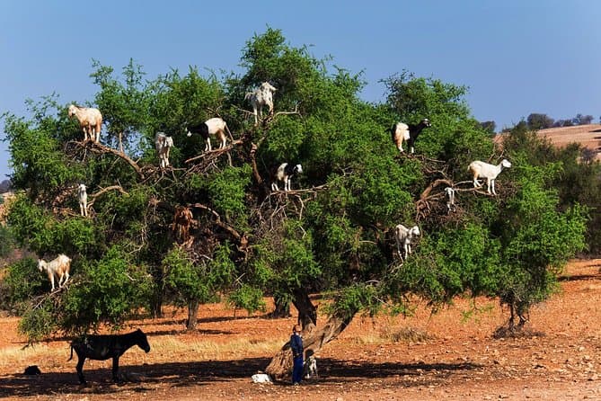 Marrakech to Essaouira: Coastal Culture Day Trip