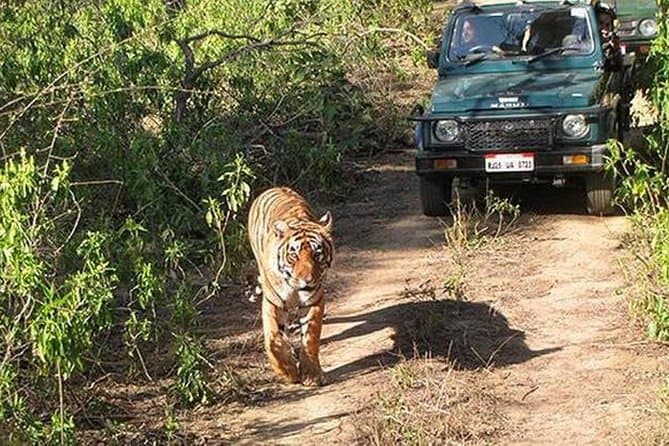 Best Sariska Tiger Reserve Safari Experiences near Jaipur
