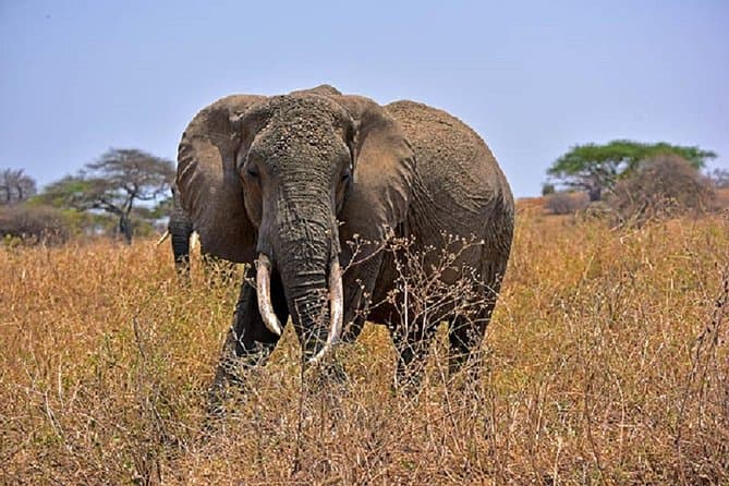 Best Tarangire National Park Safari Tours from Arusha