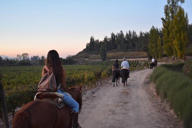 Premium Santiago Wine Tours & Vineyard Experiences