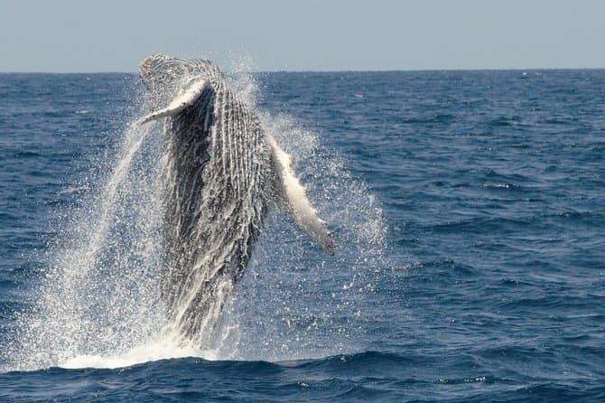 Unforgettable San Diego Whale Watching Adventures