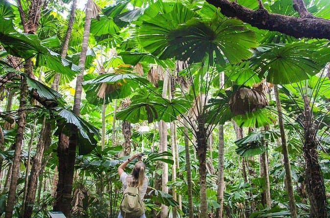 Best Daintree & Cape Tribulation Tours Compared