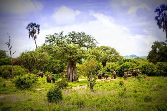 Ruaha National Park Safari Travel Guide, Iringa Region