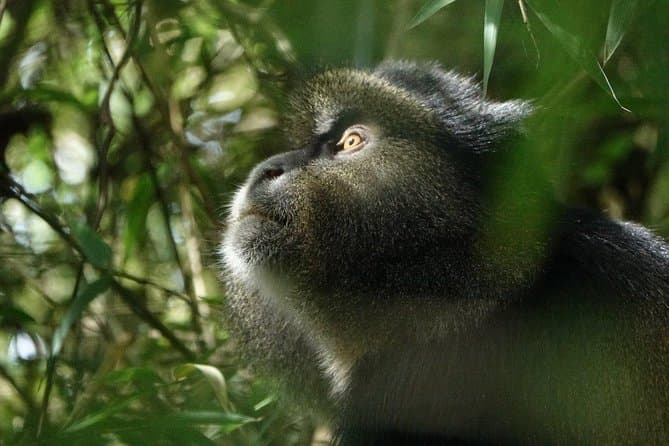Golden Monkey Trekking: Kigali's Premier Wildlife Adventure