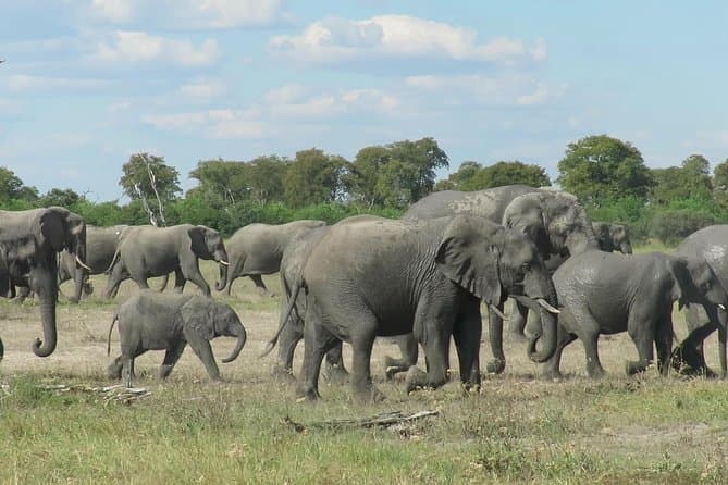 Compare Best Big Five Safari Tours in Kasane