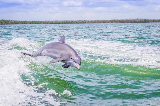 Marco Island Dolphin & Eco Tour