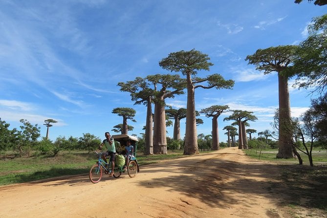 Avenue of the Baobabs
