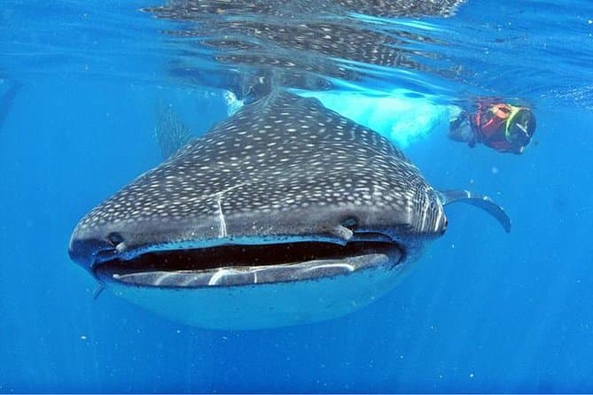 Unforgettable Scuba Diving Adventures in Cancun & Riviera Maya