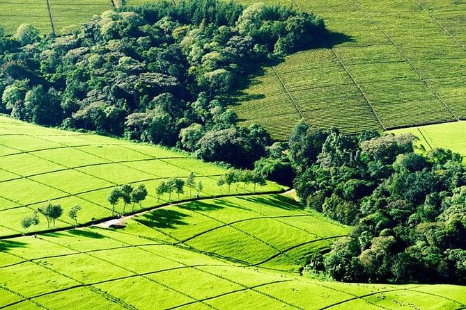 Nairobi Coffee Farm Tour