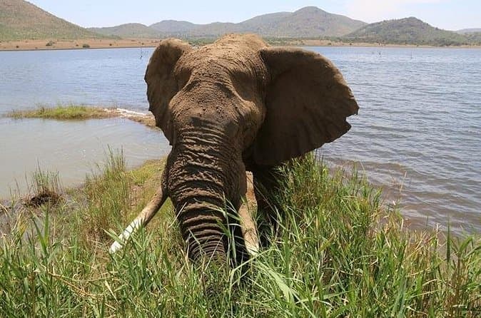 Top Rated Pilanesberg Game Reserves Near Pretoria