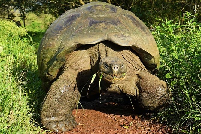 Best Galapagos Day Trips from Quito