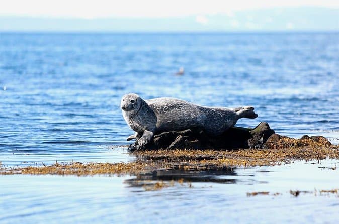 Best Snæfellsnes Peninsula Tours in Western Region