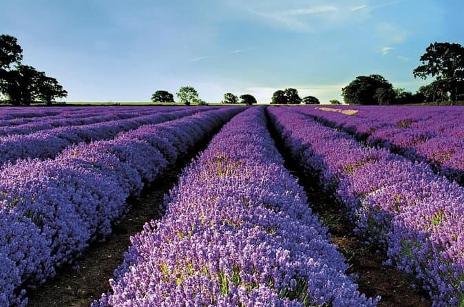 Compare Top Avignon Transfer Services