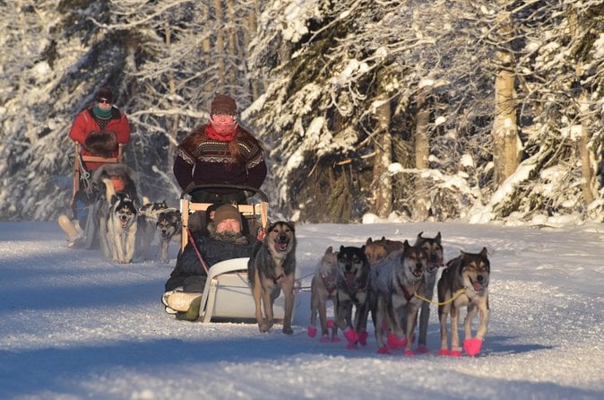 Fairbanks Dog Sledding