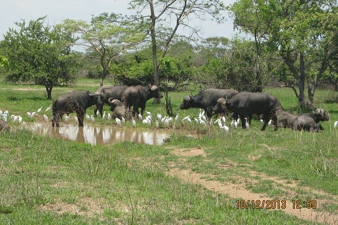 Best Kafue National Park Safari Tours from Lusaka