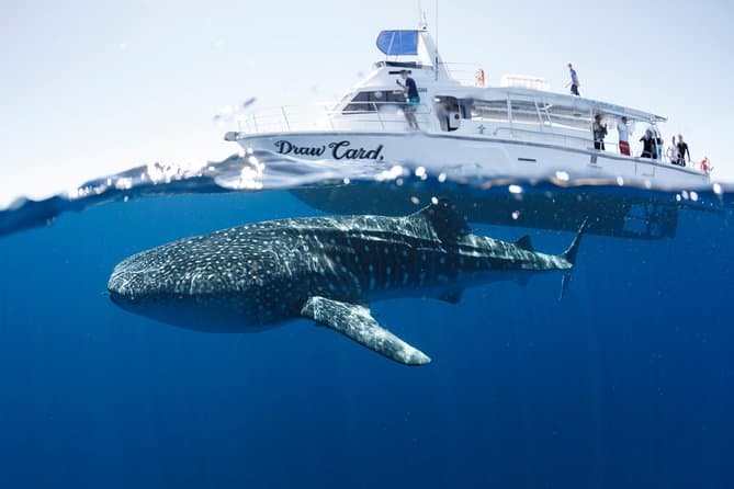 Best Ningaloo Reef Snorkel Exmouth Packages