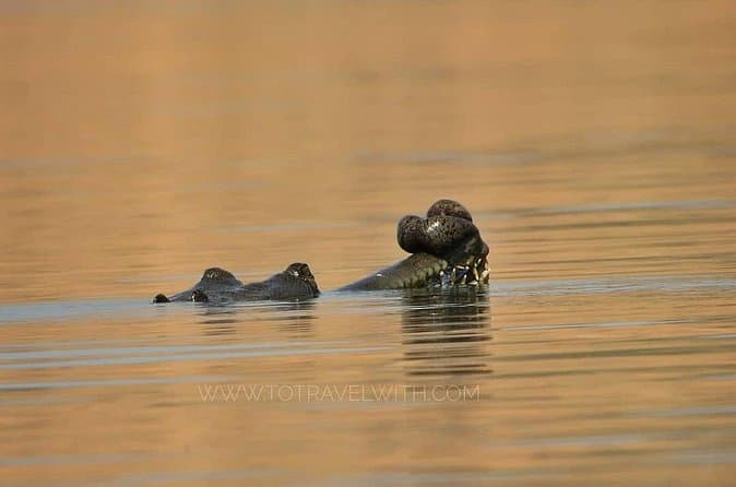 Best Chambal River Safaris Near Agra