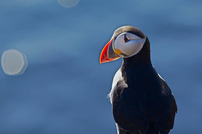 Top-Rated Puffin Boat Tours Near Reykjavik
