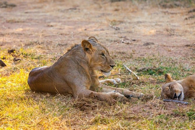 Best Samburu National Reserve Safari Tours from Nairobi