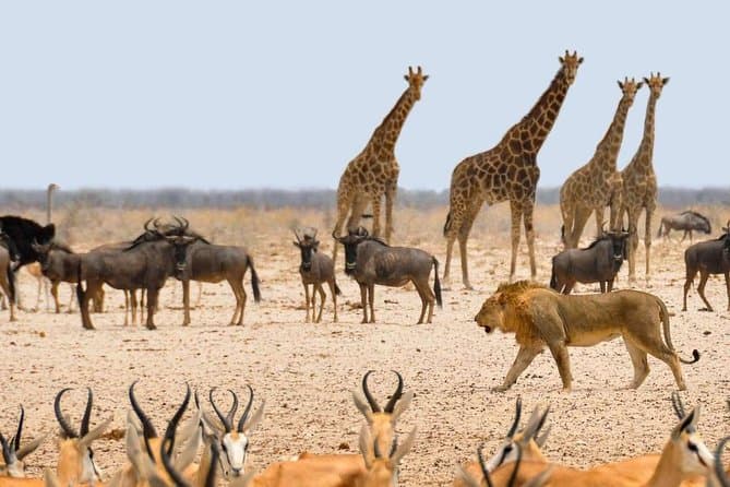 Epic Etosha National Park Wildlife Safaris & Tours