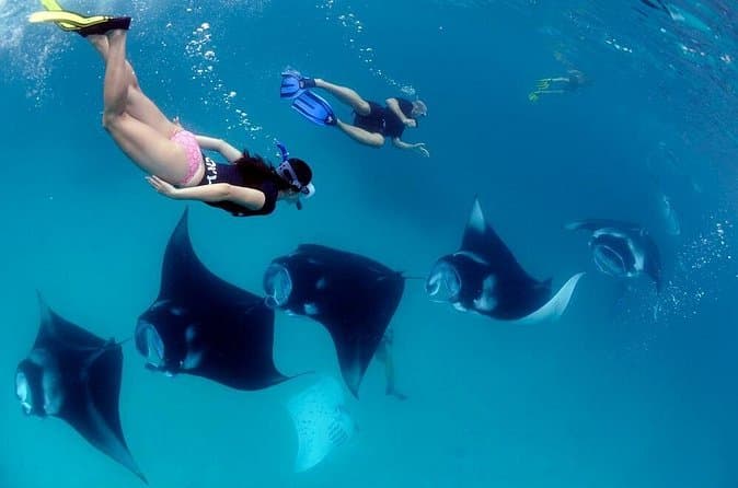 Swim With Manta Rays Near Seminyak