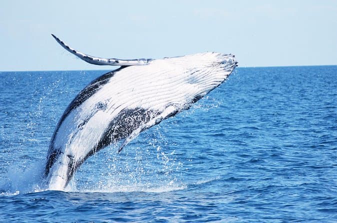 Compare Best Hervey Bay Whale Watchers
