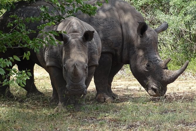 Rhino Walk & Game Drive